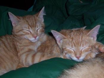 Our ginger marmalade twins, Tigger and Tee-Tooh - The kittens were only a few months old here..and were born in the Fall of 2006. Now Tigger is considerably bigger...and looks out for his little brother. We have 5 cats and they all get along very well. 