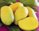 mangoes - mango