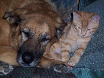 Tasha & Tigger A Cat Dog Who Get Along! - This photo was taken with our 15 year old Lab/Shepherd cross and one of our ginger twin marmalade cats when he was a kitten. Tigger was born in the fall of 2006 and absolutely loves Tasha. Her hips bother her at times, but she always lets Tigger snuggle up to hear and he is in his glory! So cats and dogs can and do get along as many of who have both know!