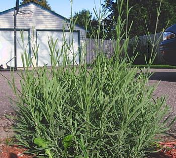 My Lavendar - Used for scenting my house and in my potpourri burner My Lavendar - Used for scenting my house and in my potpourri burner