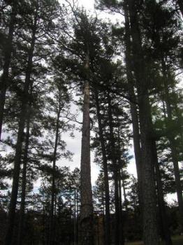 a view from my window - we live nestled back in the woods a bit, out in the country aire. 

