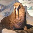 Walrus - Walrus