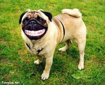 smiling dog - just to make you smile