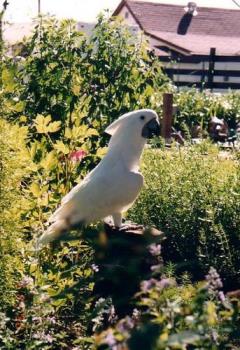 Our pet Cockatoo Aimee  - Here is a photo of Aimee outside doing her customary &#039;wave.&#039; She talked with a limited vocabulary...mostly "Aimee is a pretty, pretty bird..hello, goodbye.&#039; All very charming in the beginning...but it can wear a little thin when she constantly said the same thing over...and over!LOL