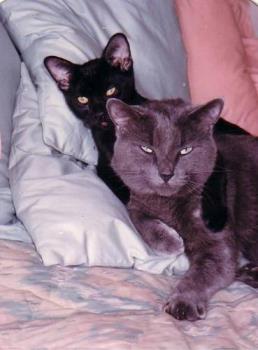 Love Bug Cats Gemini and Chakra - A photo of our two cats in a comfy, cozy embrace. They were great pals...and although they passed away a number of years ago..the memories of the joy they brought to life remains with us.