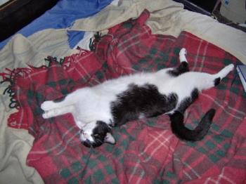 A lean, mean, feline killing machine - OK so he's a lazy little sod, but I don't have mice!