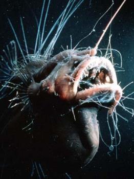 Angler Fish - Ok..This Is one UGLY Fish!!!