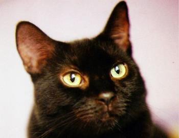 Photo of the real Pyewacket - photo of my black cat Pyewacket...the ruler of his domain