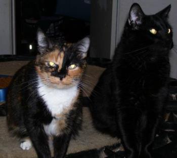 LittleBit smiling like my pink cheshire - My calico and her adorable brother, Midnight
