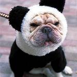 cute dog - haha, guess his owner wanted a panda bear instead