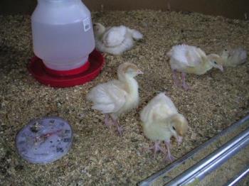 Baby Turkeys - This is a picture of one week old turkey chicks. aren&#039;t they cute?