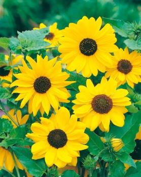 sunflower - a sunflower looks so radiant
