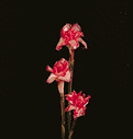 rose - beautiful flower