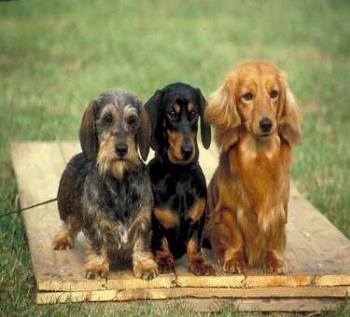 Wirehaired, Smooth and Longhaired - 3 Mini Dachshunds