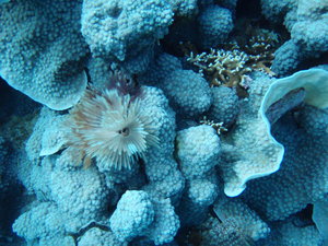 Bohol - Underwater shot of the reef at Bohol, Philippines