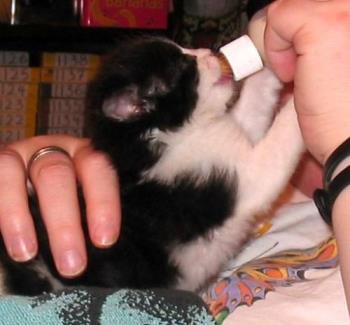 Oliver, the orphan kitten - Named after the famous Dicken&#039;s orphan, but more because I love the musical so much