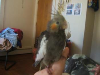 My tiel Hope - Hope