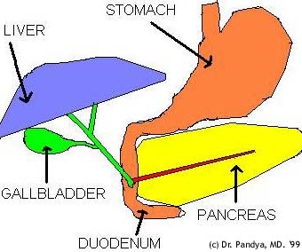 Gall Blader - What is gallbladder and what is its function in the body?

Gallbladder is a pear shaped and sized bile bag, that is part of the biliary tree. It is connected to the bile tube coming from the liver. This bile tube is called common bile duct that joins with a tube coming from an organ called pancreas and opens in to a part of intestine called duodenum. The normal function of the gallbladder is to store the bile produced by the liver until a person eats and then the gallbladder muscles squeeze the bile in to the common bile duct to empty in to the duodenum, where it plays a part in the digestion of fatty food.

