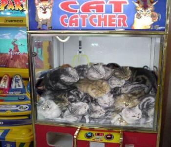 The gander caught the cat catcher - How someone treats you is how you treat them right back