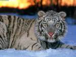 tigers - a white tiger