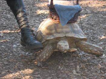 Going For A Walk - Taking his african tourtoise for a walk Going For A Walk - Taking his african tourtoise for a walk