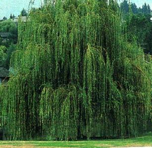 Willow Tree - Beautiful willow tree