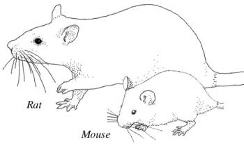 Size difference between rats and mice - Rats are MUCH larger than mice.