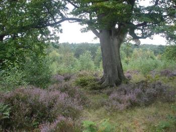 View Across The Top Of The Forest - A view across the top of St. Leonard&#039;s Forest, through a heather copse.