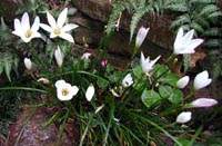 Rain Lilies_Zephyranthes candida - Rain lilies are late summer blooming bulbs common across the southeastern states.

The rain lilies (Zephyranthes candida) were just one of the thousands of plants he grew in his 50-acre garden near Calion (Union County), just north of El Dorado. This rain lily, a member of the amaryllis family and native to South America, produces foot long, slick, green, rush-like leaves from thumb-size bulbs.

During the heat of late summer, especially after a summertime cloudburst, solitary white, funnel-shaped blooms appear. The blooms remain open for three days or so, but new ones will appear over the next month, seemingly at the whim of the plant.