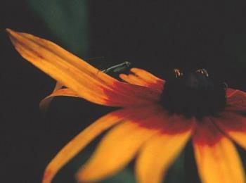 Praying Mantis on a Black-eyed Susan - photo of a manits on a flower