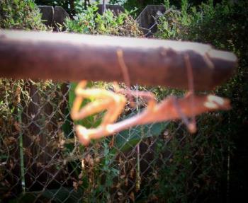 My little friend on a stick that I was holding - I pulled him off the vine and was playing with him when I took the picture