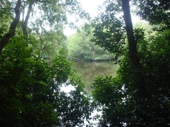 The Island Pond Through The Trees - The Island Pond, Buchan Country Park, taken through the trees of the Forest, from the footpath.