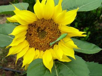 Preying Mantis - Summer 2006. Preying Mantis on wild sunflower.