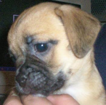 Our Puppy - This is our new puppy. She is a puggle jug. Isnt she cute??