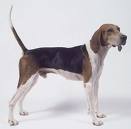 Coonhound - coonhound. It is a hunting dog.