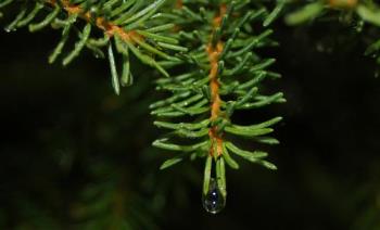 sprucenedle with raindrop - Rain drop faling from sprucenedle sprucenedle with raindrop - Rain drop faling from sprucenedle