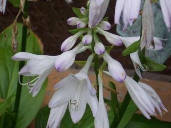 Flower - This picture was taken of a Hosta bloom at the Columbus Zoo in Columbus, OH, USA. 