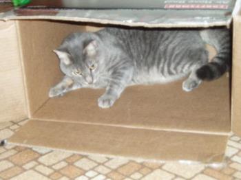 cats - my cat in a box