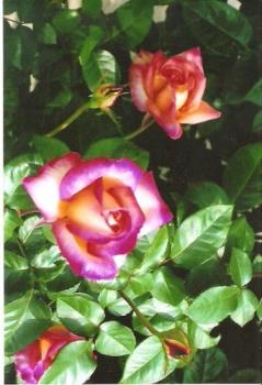Roses - Pink roses blushing in the sunshine!