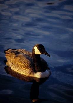 Photo of Canada Goose at Kissena Park - image of canada goose