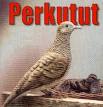 perkutut bird - perkutut bird image