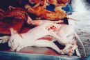 dog meat - dog meat is considered delicacy in some countries