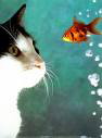 cat and fish - cat and fish image