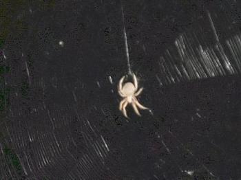 Gross Looking - huge,gross, and disgusting looking Gross Looking - huge,gross, and disgusting looking