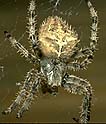 Barn spider, may be your culprit.,,aka orb spider - Barn spider, may be your culprit...aka orb spider.
Barn spider, may be your culprit.,,aka orb spider - Barn spider, may be your culprit...aka orb spider.