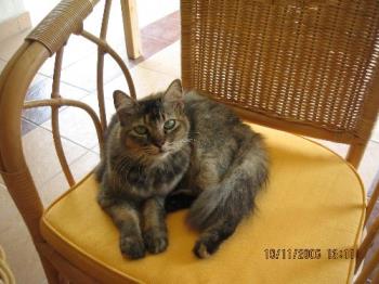 toffee - toffee~ ain't she cute?