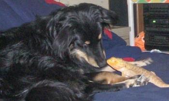 Star and Piston - My dog and our lizard. They are good friends Star and Piston - My dog and our lizard. They are good friends