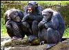 monkeys & gorillas - A lot of dedicated people gave there life just so we could learn more