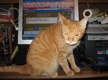 Roxy - The girl ginger looking for a home Roxy - The girl ginger looking for a home