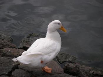 Duck at Queens Park - Duck at Queens Park in Melbourne Australia